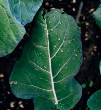 a close up of a leaf