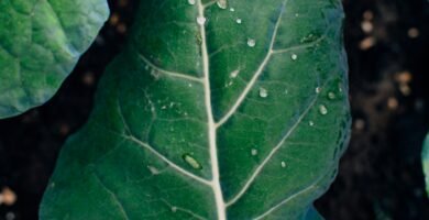 a close up of a leaf